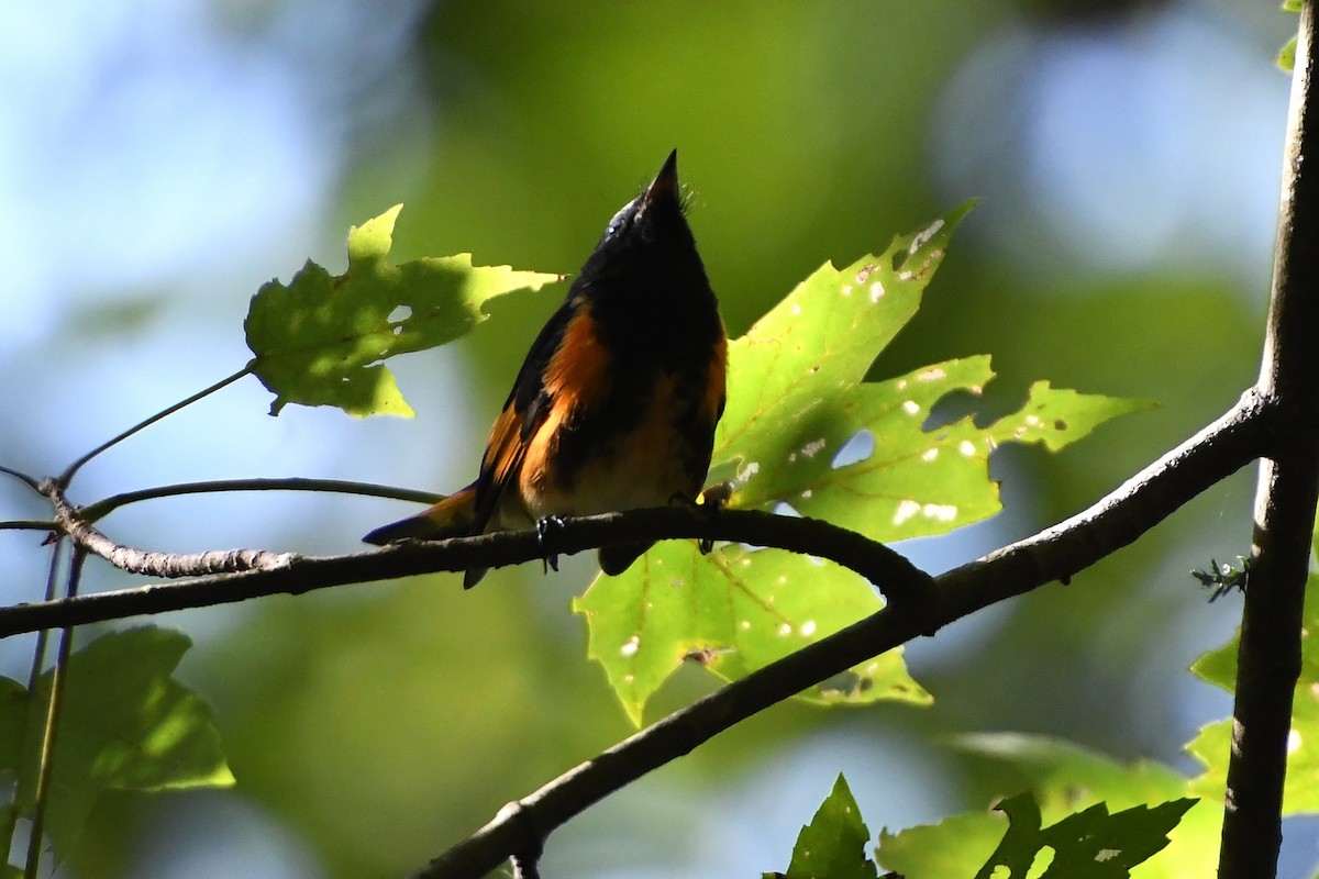 American Redstart - ML608647251