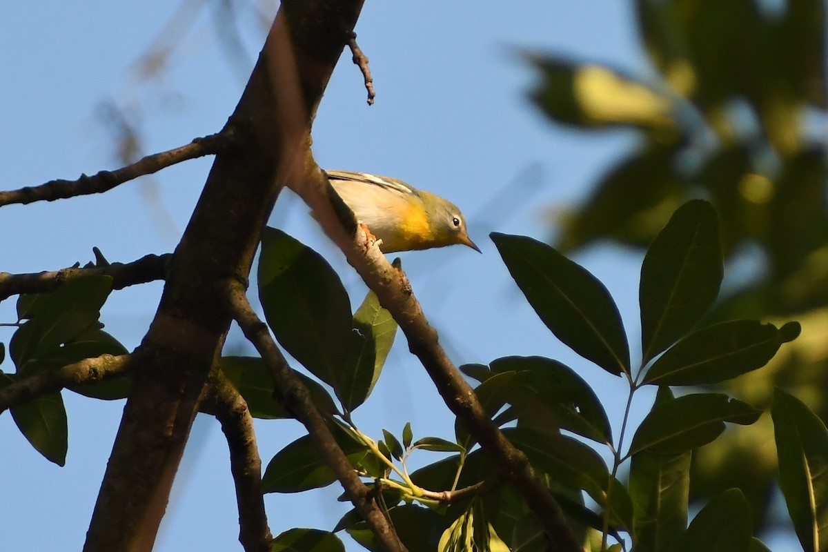 Northern Parula - Wayne Kirk