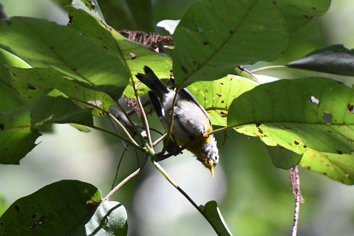 Northern Parula - Wayne Kirk