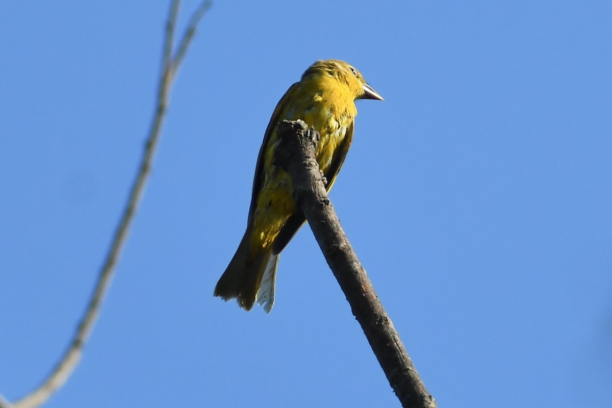 Summer Tanager - ML608647297