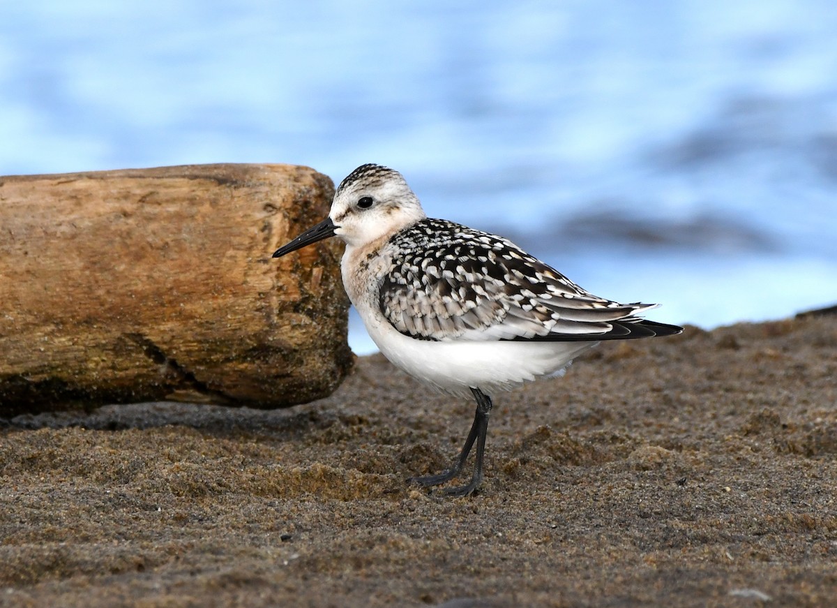 Bécasseau sanderling - ML608647488