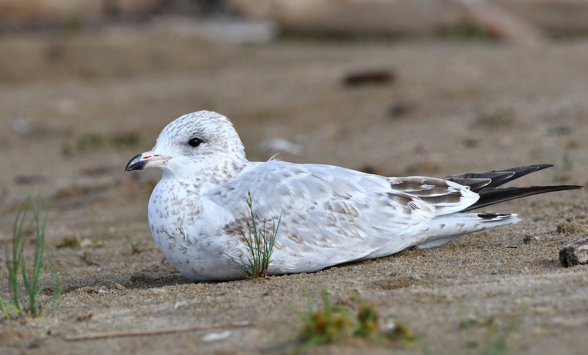 Ring-billed Gull - ML608647494