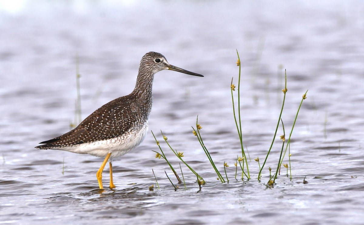 Greater Yellowlegs - Stéphane Barrette