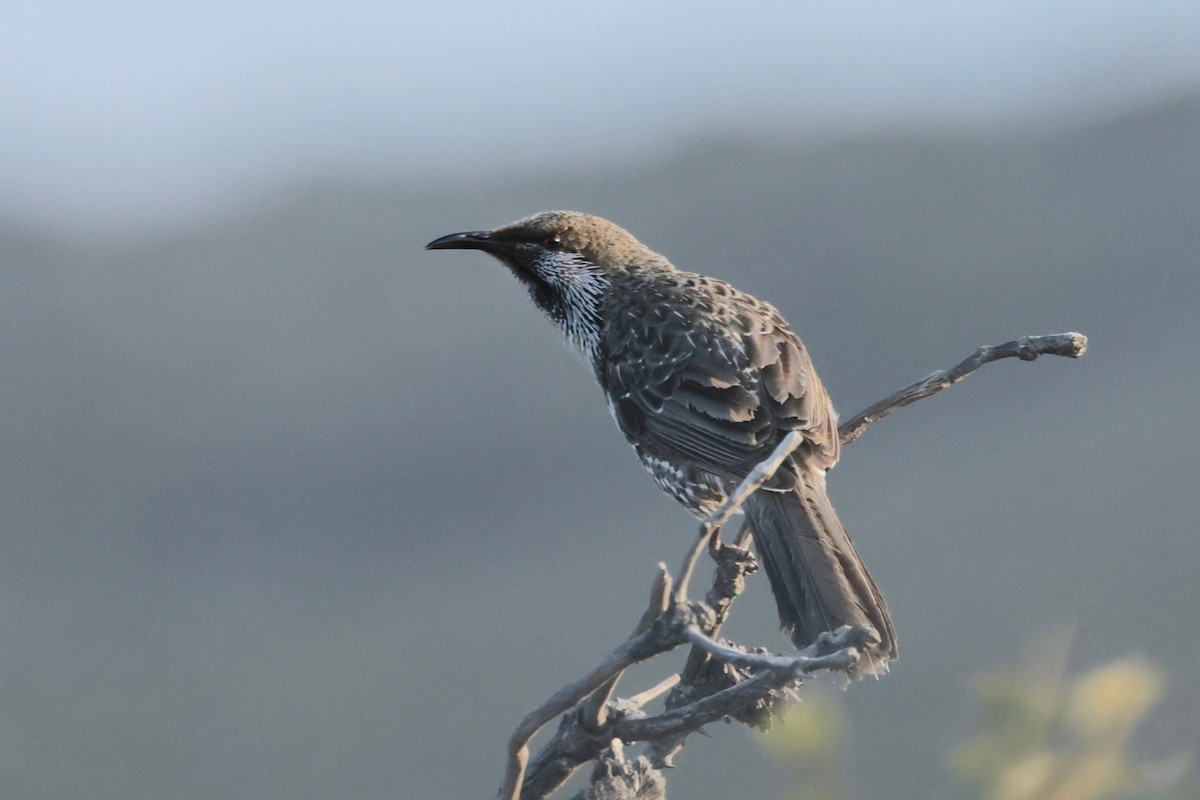 Western Wattlebird - ML608647750