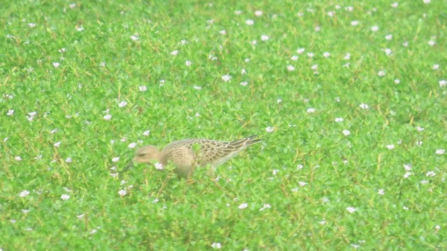 Buff-breasted Sandpiper - ML608647755