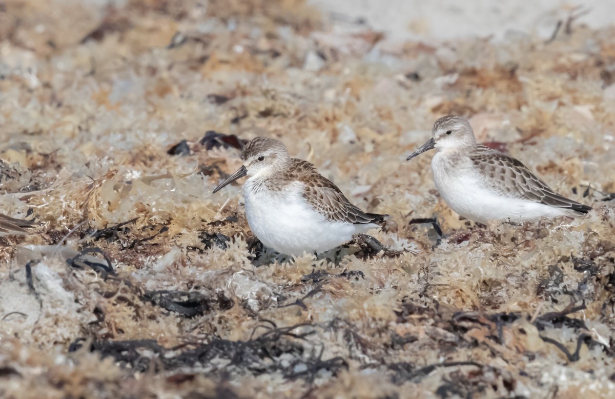 Western Sandpiper - ML608647785