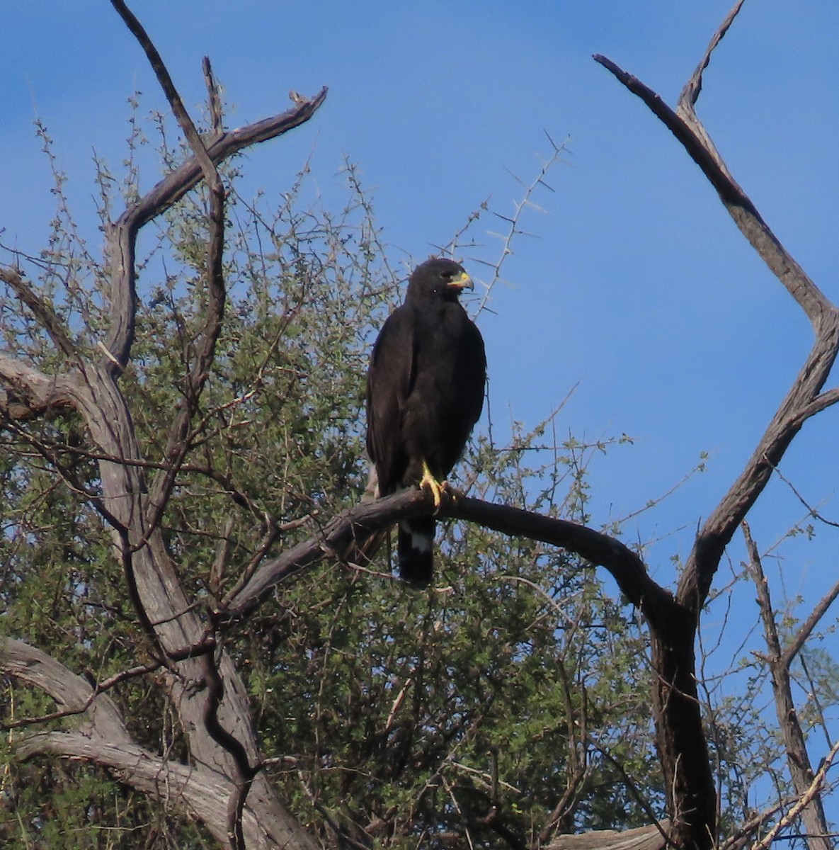 Zone-tailed Hawk - ML608647787