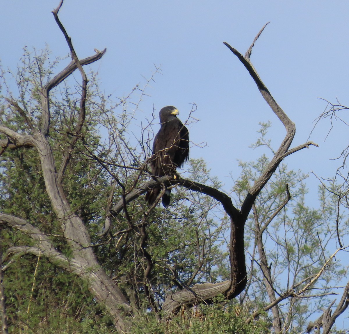 Zone-tailed Hawk - ML608647793