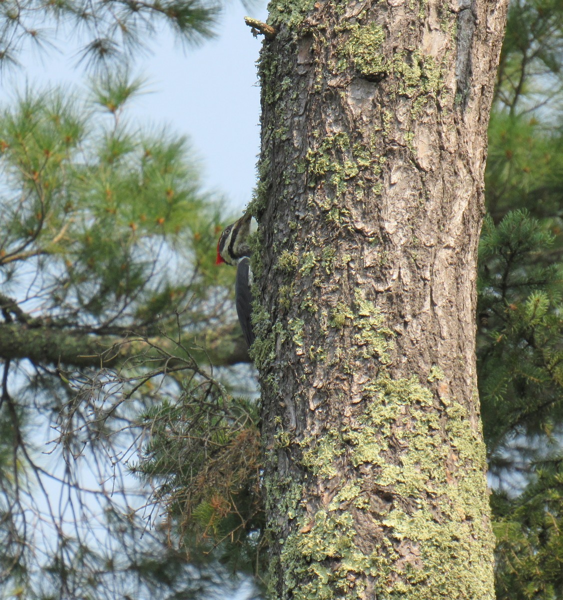 Pileated Woodpecker - ML608647861