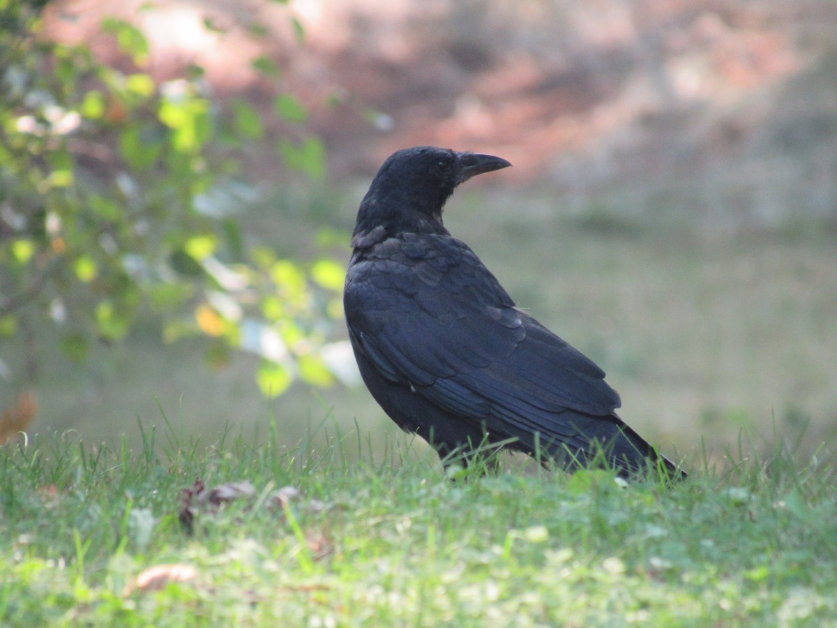 American Crow - ML608647875