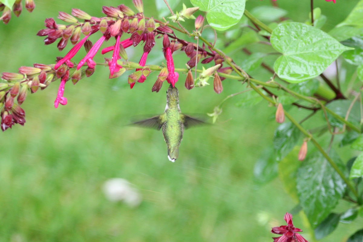 Ruby-throated Hummingbird - ML608647881
