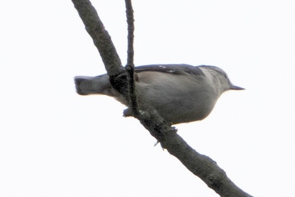 White-breasted Nuthatch - ML608647886