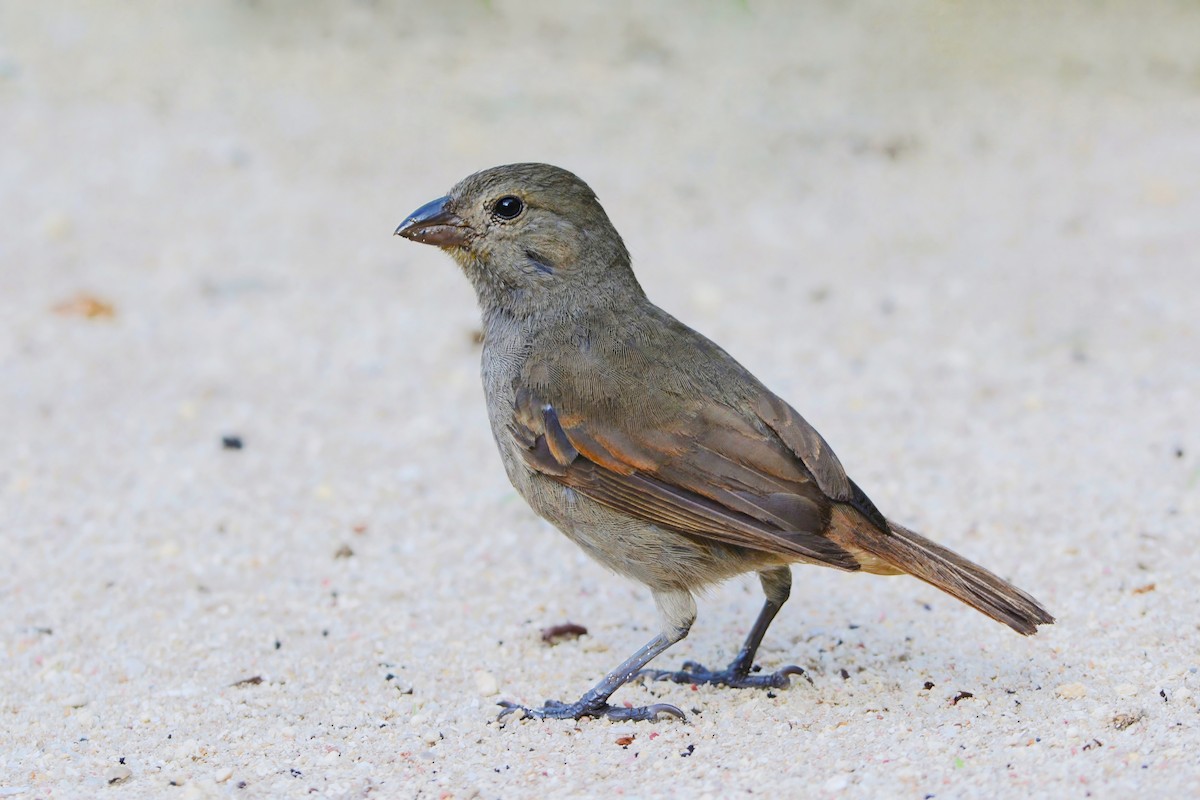 Barbados Bullfinch - ML608647926