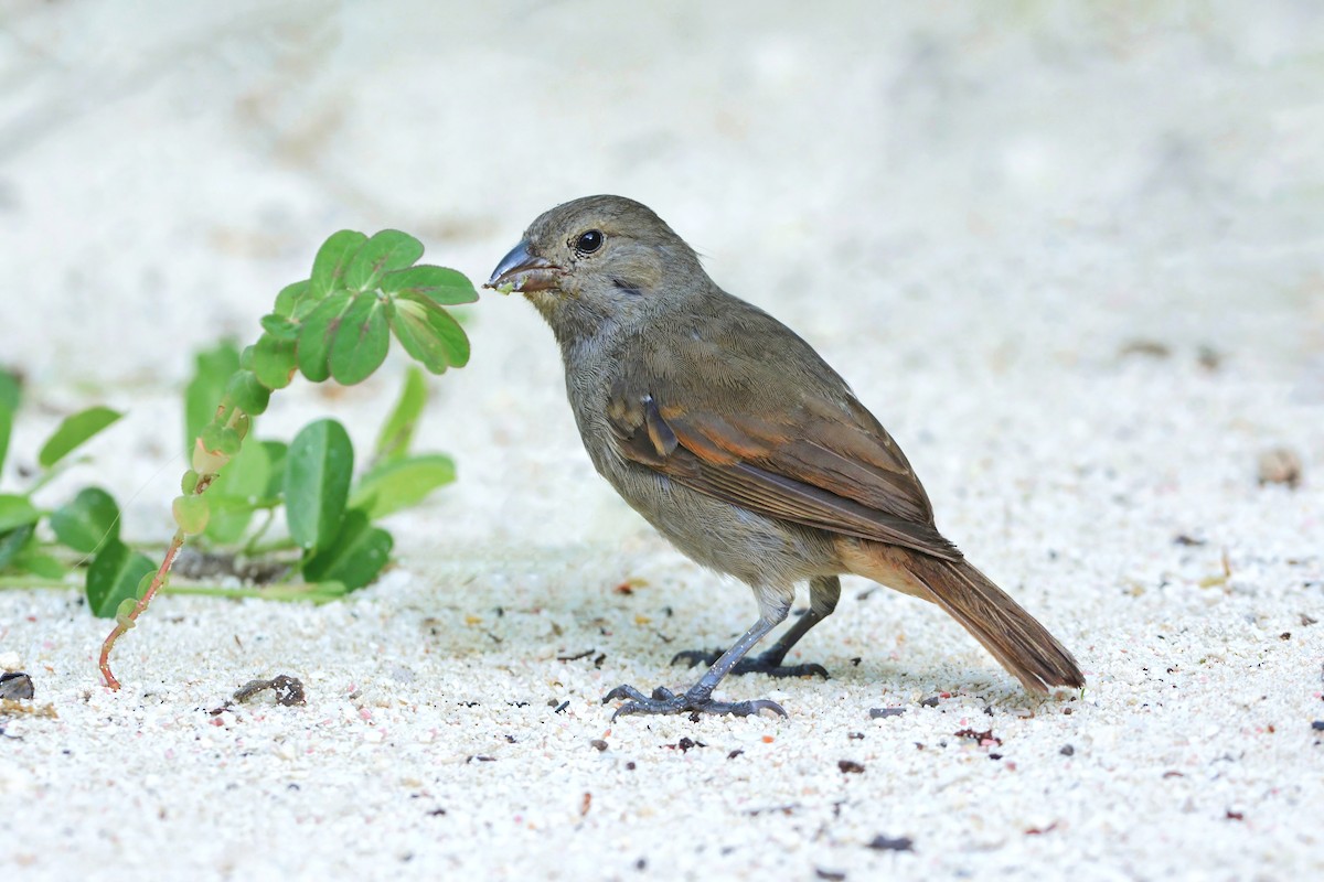 Barbados Bullfinch - ML608647927