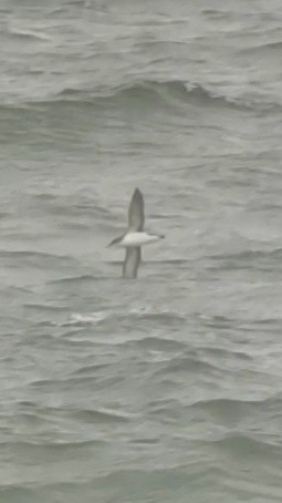 Manx Shearwater - Adam Capparelli