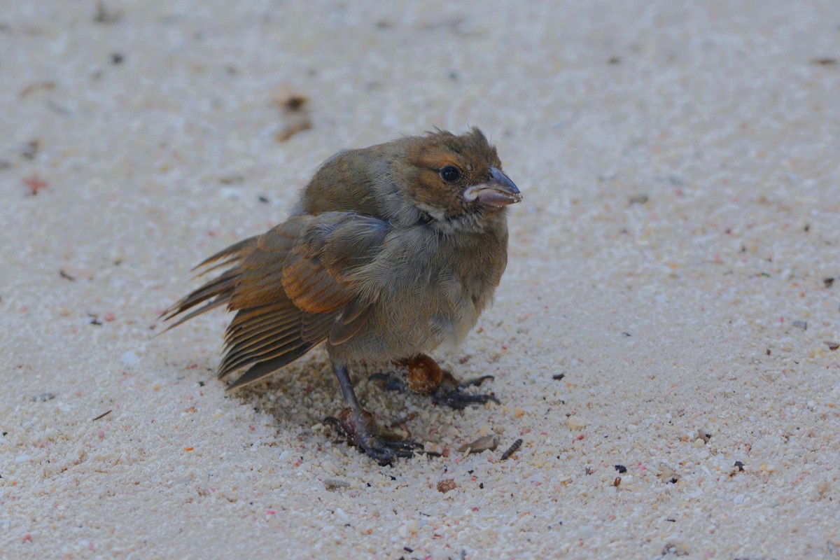 Barbados Bullfinch - ML608647978