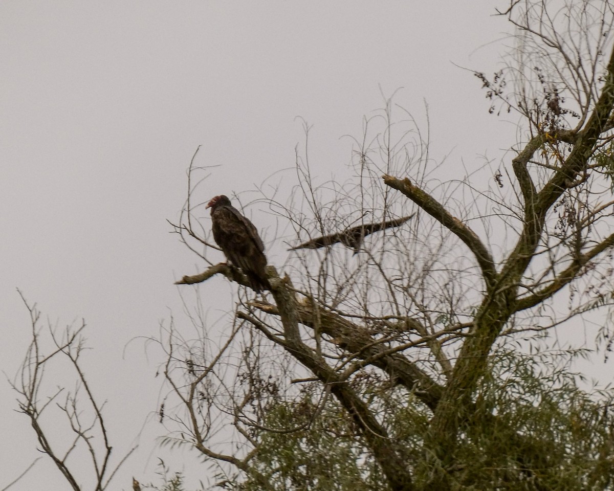 Black Vulture - ML608648170