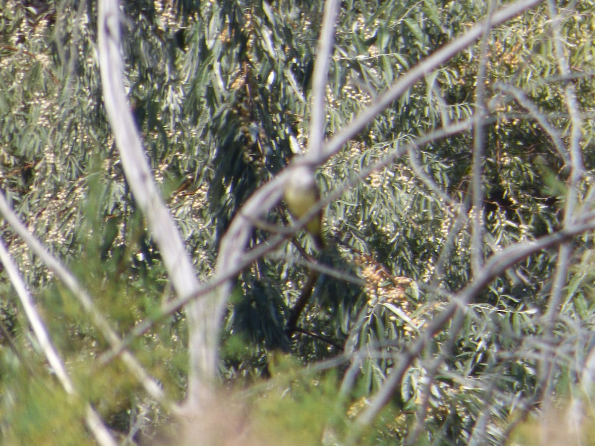 Western Kingbird - Devin McDonald