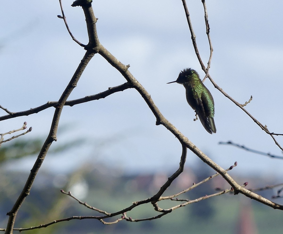 Green-backed Firecrown - ML608648277