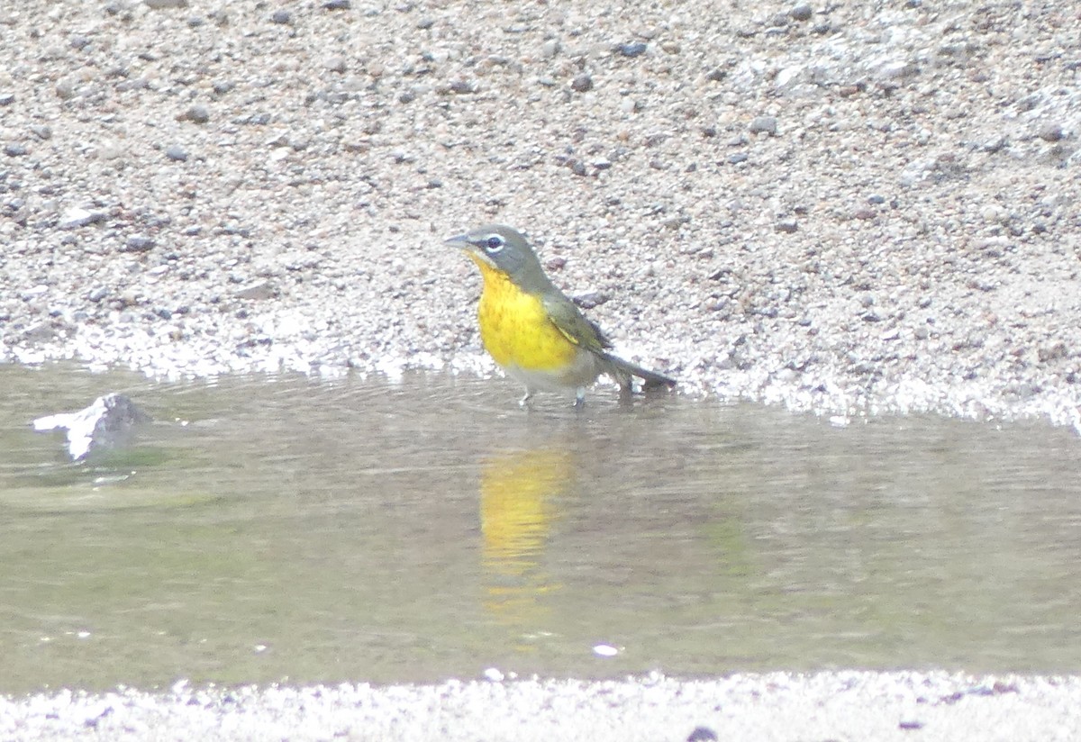 Yellow-breasted Chat - ML608648432