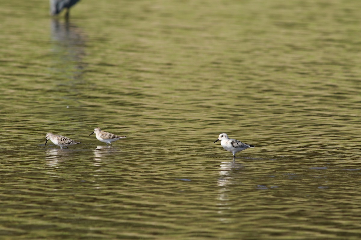 Bécasseau sanderling - ML608648443