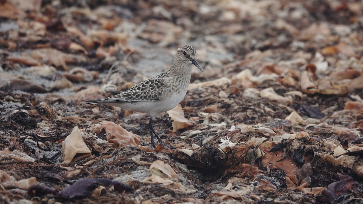 Baird's Sandpiper - ML608648575