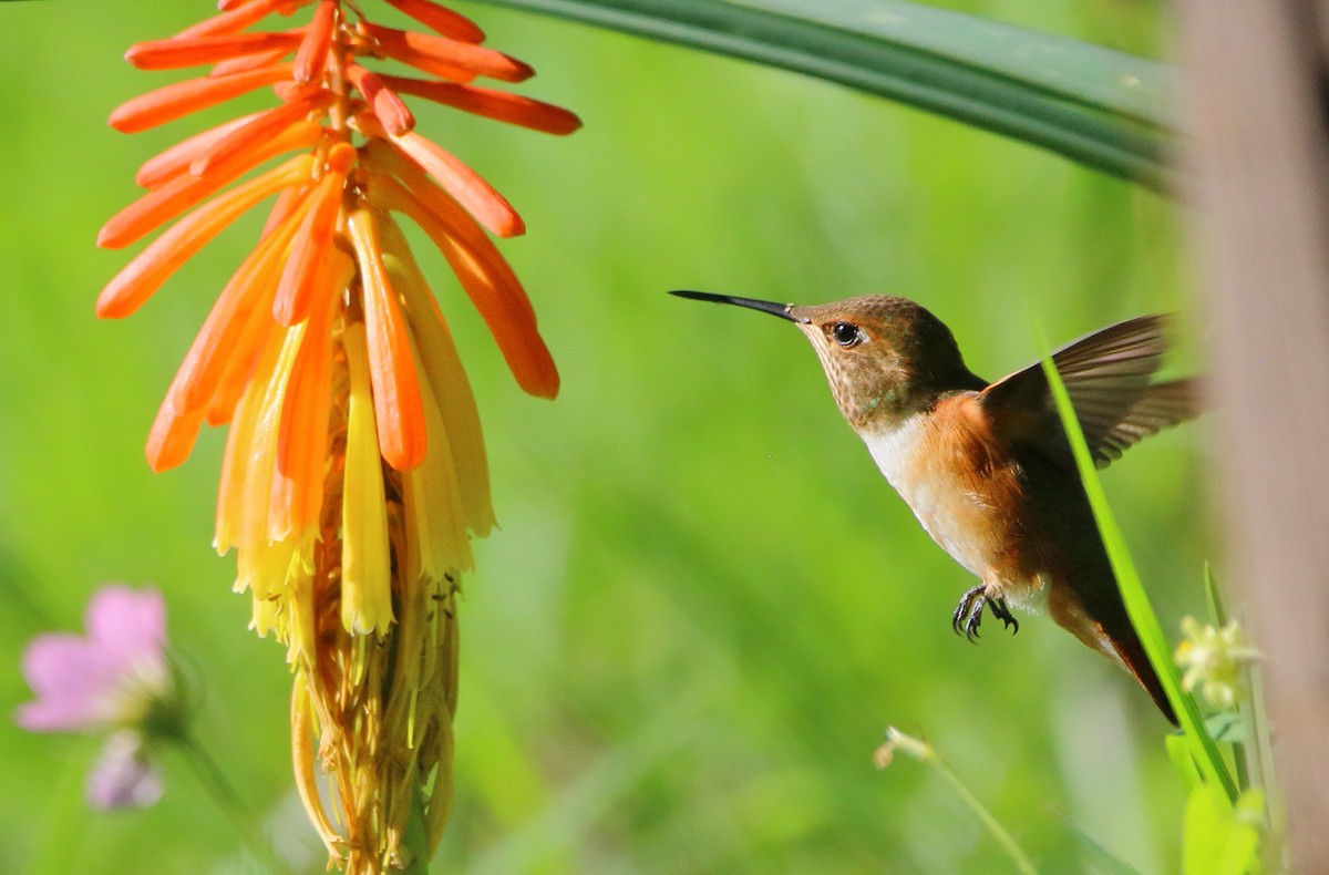 Rufous Hummingbird - ML608648634