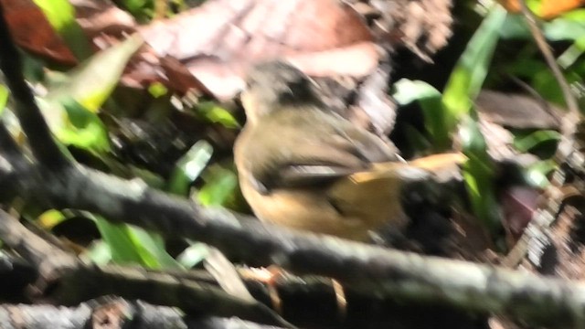 Buff-rumped Warbler - ML608648653