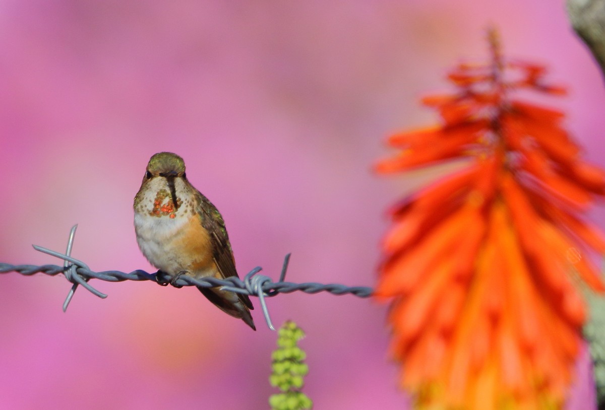 Rufous Hummingbird - ML608648690