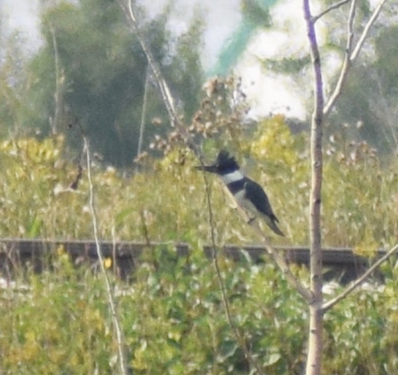 Belted Kingfisher - ML608648766