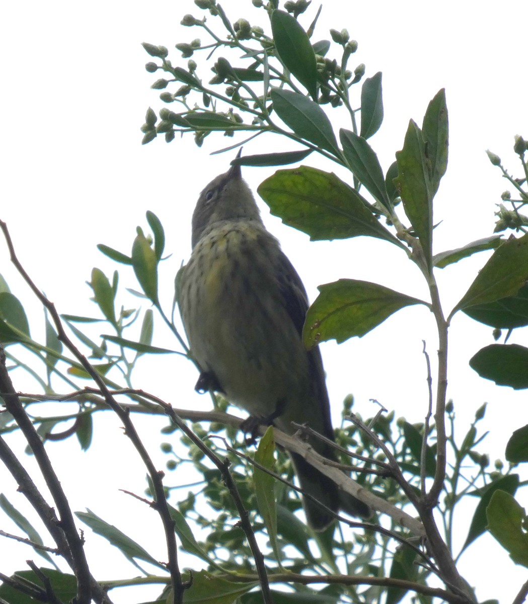 Cape May Warbler - ML608648767