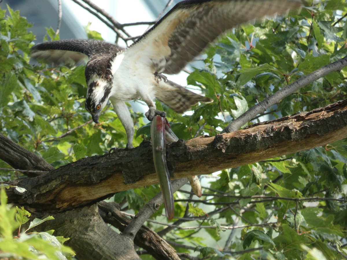 Osprey - Michael Waldron