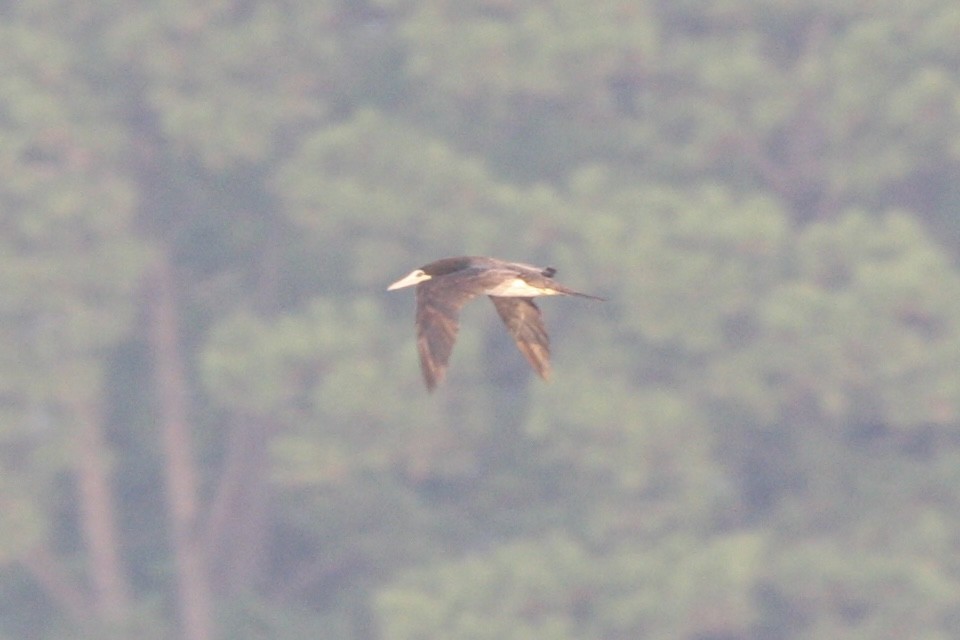 Brown Booby - ML608648834