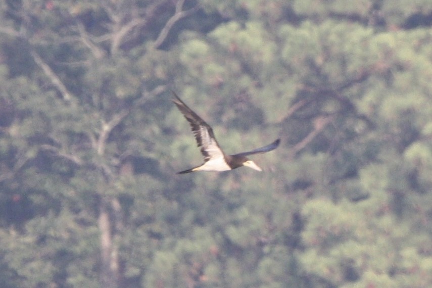 Brown Booby - ML608648835