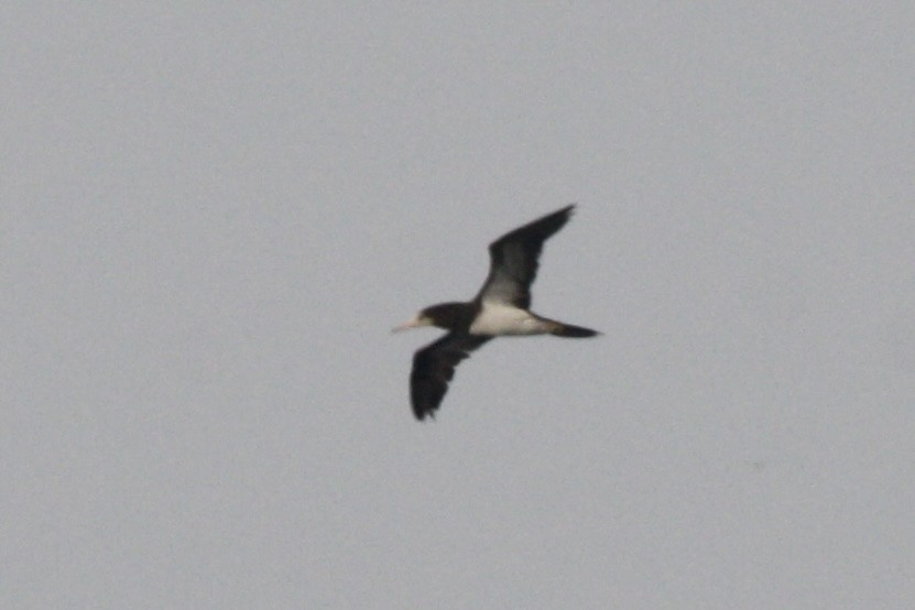 Brown Booby - ML608648836