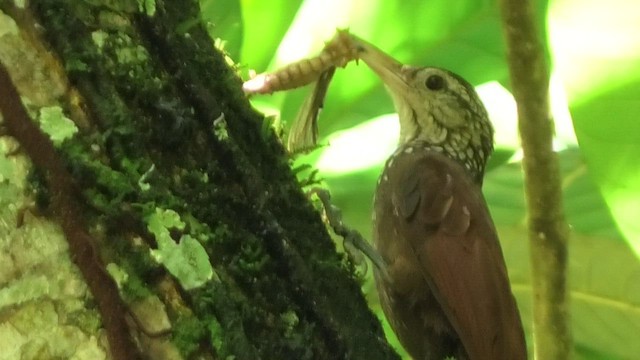 Straight-billed Woodcreeper - ML608648866