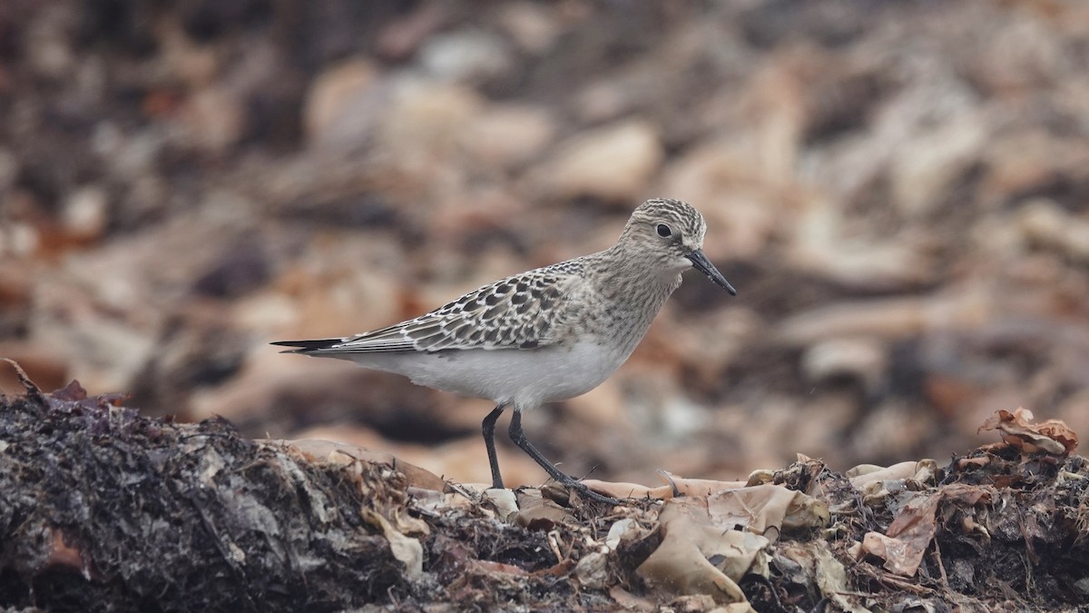 Baird's Sandpiper - ML608649037