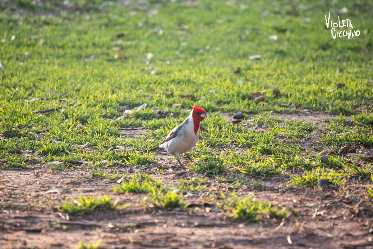 Red-crested Cardinal - ML608649056