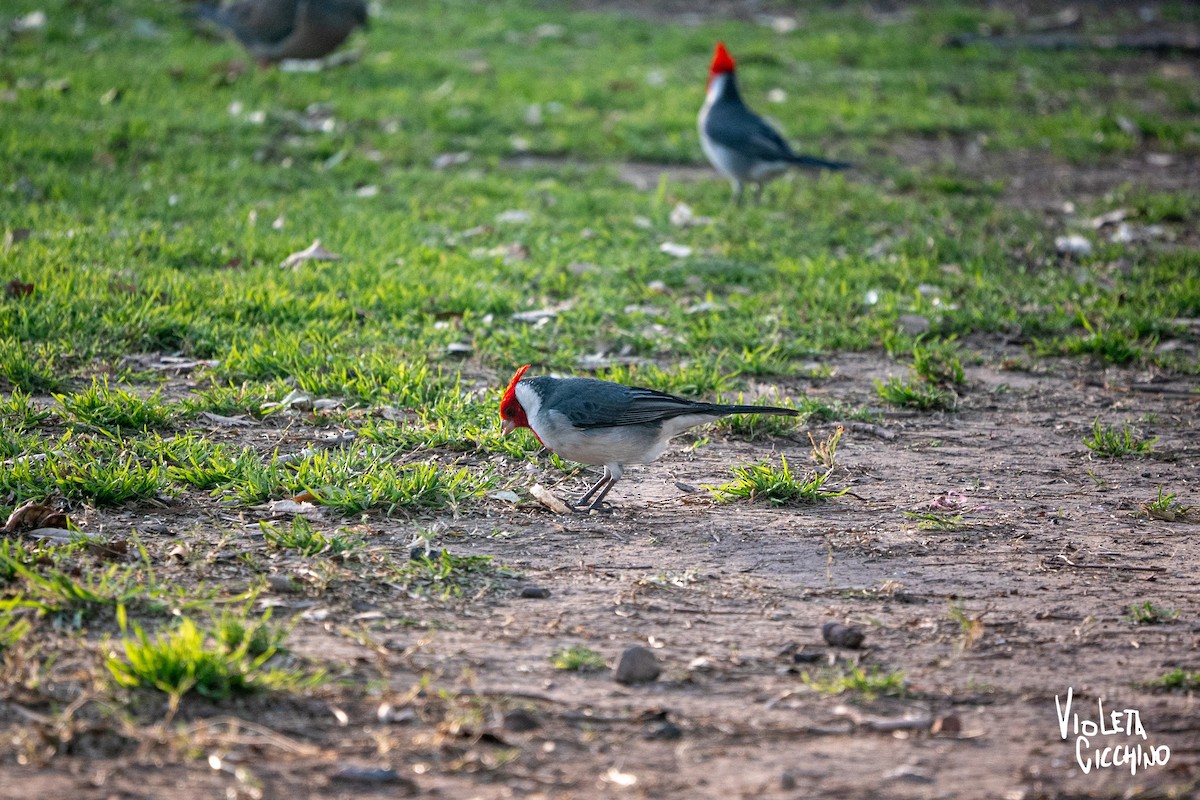 Red-crested Cardinal - ML608649057