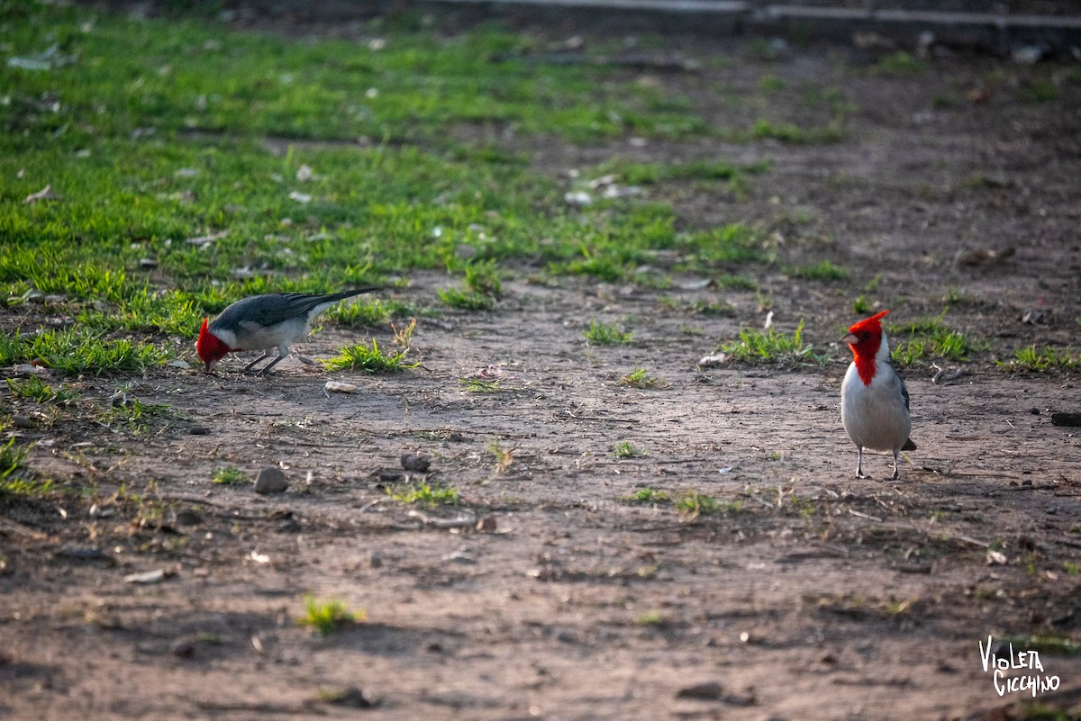 Red-crested Cardinal - ML608649058