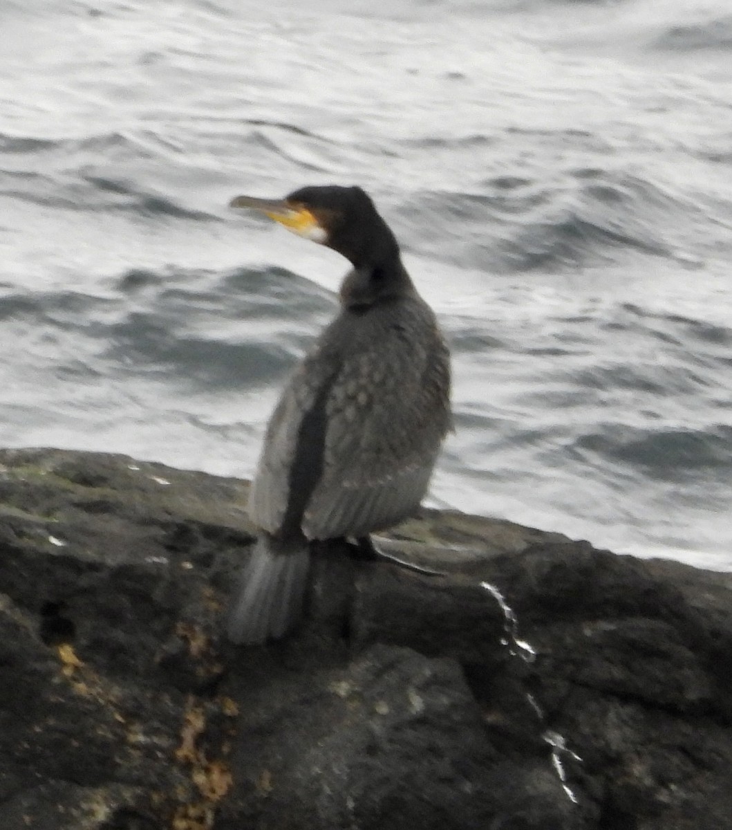 Great Cormorant - ML608649273