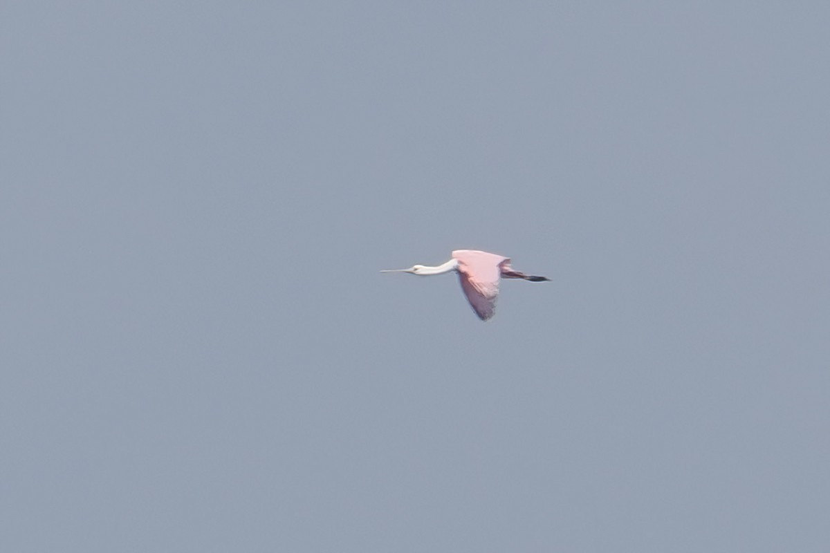 Roseate Spoonbill - ML608649339