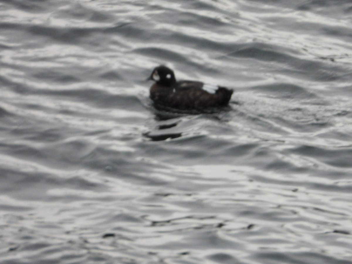 Harlequin Duck - ML608649342