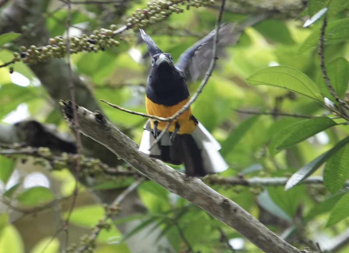 White-tailed Trogon - ML608649353