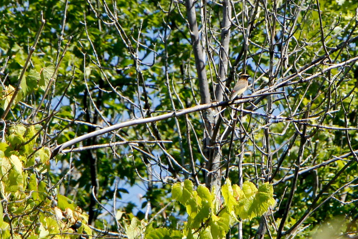 Cedar Waxwing - Sarah Dowling