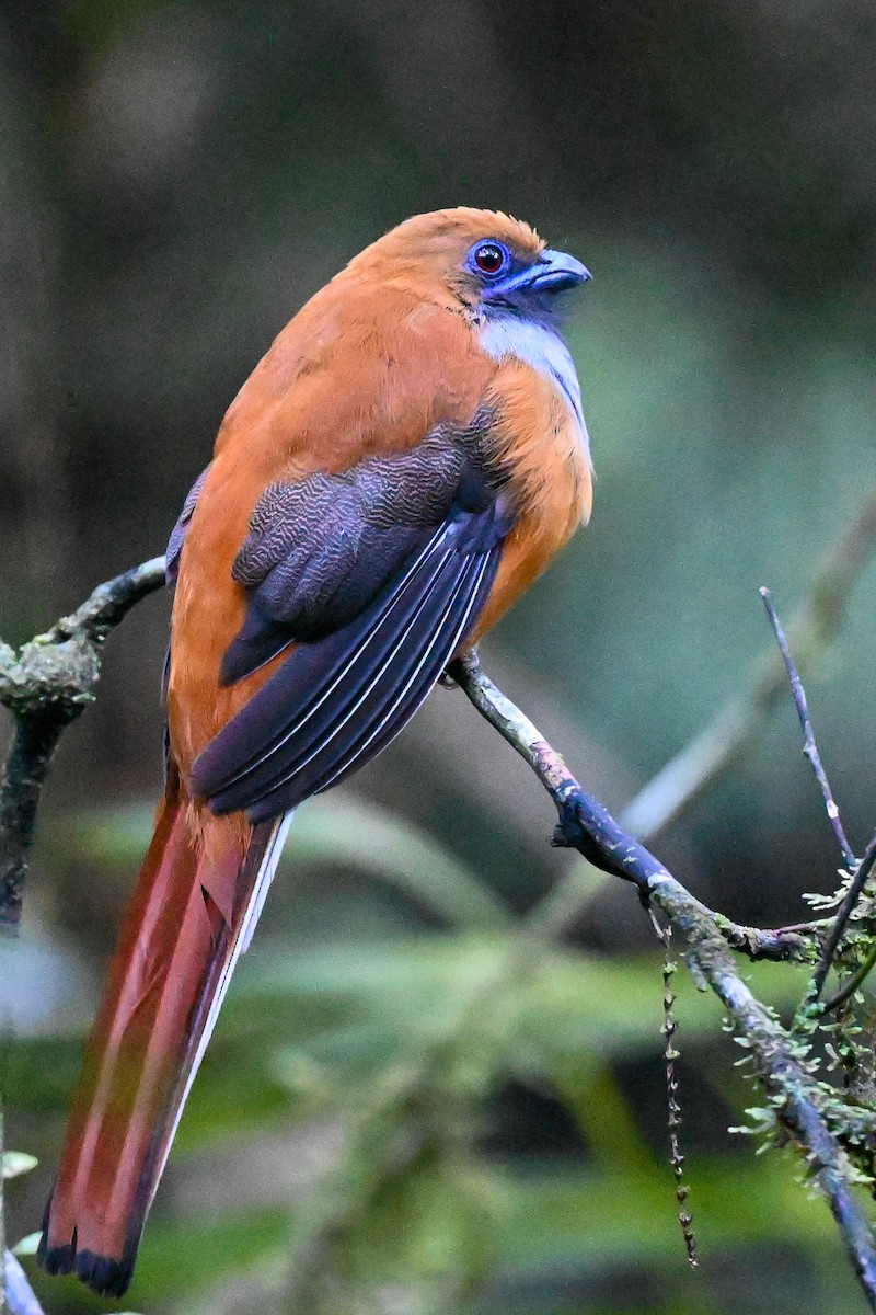 Whitehead's Trogon - ML608649421