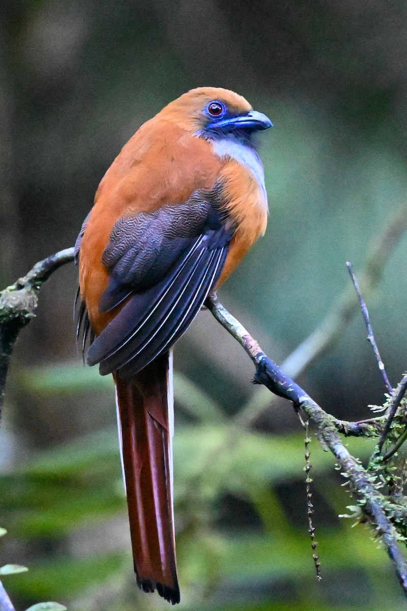 Whitehead's Trogon - ML608649422