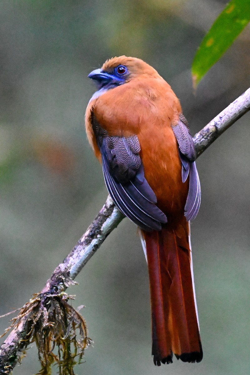 Whitehead's Trogon - ML608649423