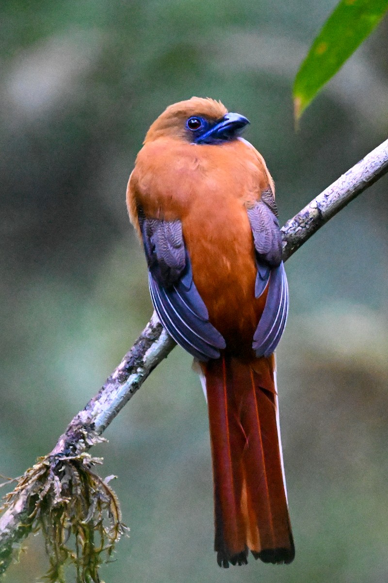 Whitehead's Trogon - ML608649424