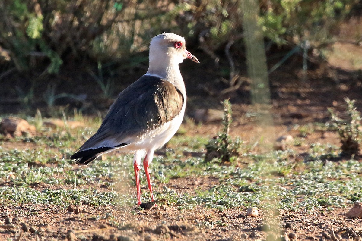 Andean Lapwing - Phillip Edwards